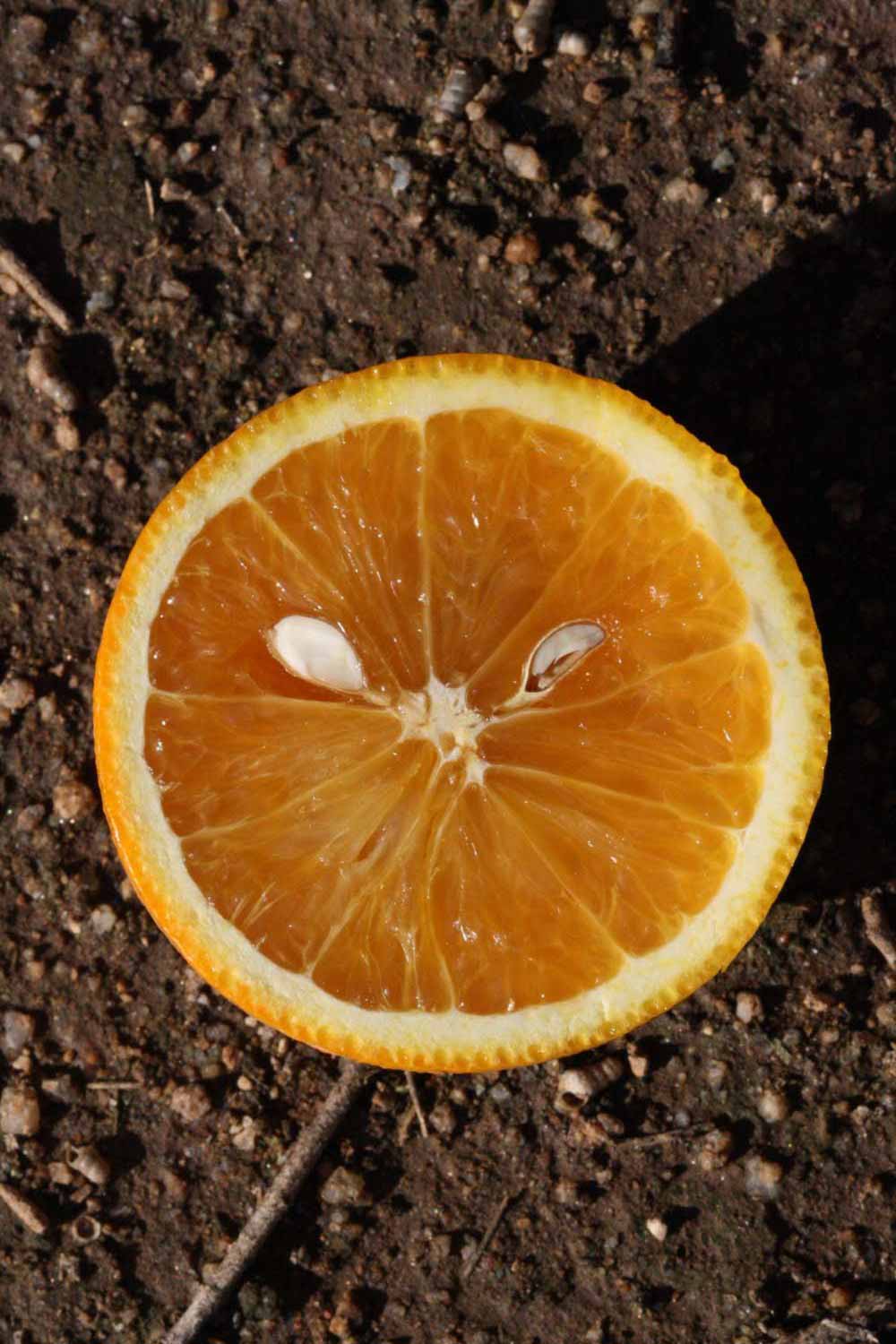            Fruit cross-section (Coarse, Riverside, CA)   